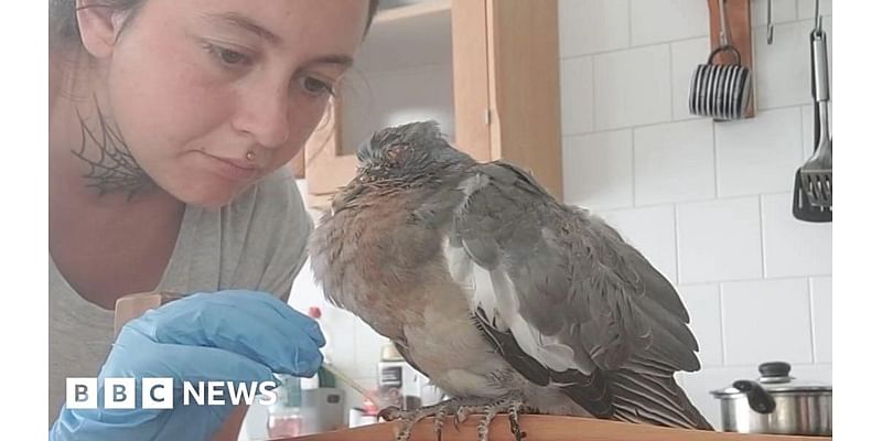 Frinton pigeon rescuer saves more than 100 sick birds in Essex