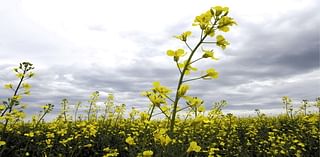 Canada's China canola conundrum and its impact on Alberta farmers