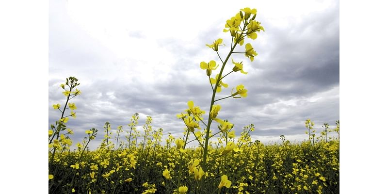 Canada's China canola conundrum and its impact on Alberta farmers