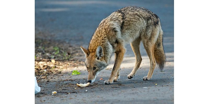 Coyote Sightings Increase In Redondo Beach: Police