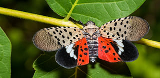 What’s going on with spotted lanternflies?