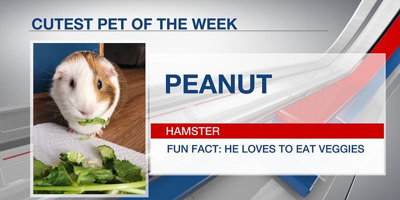 Cutest pet of the week: Peanut