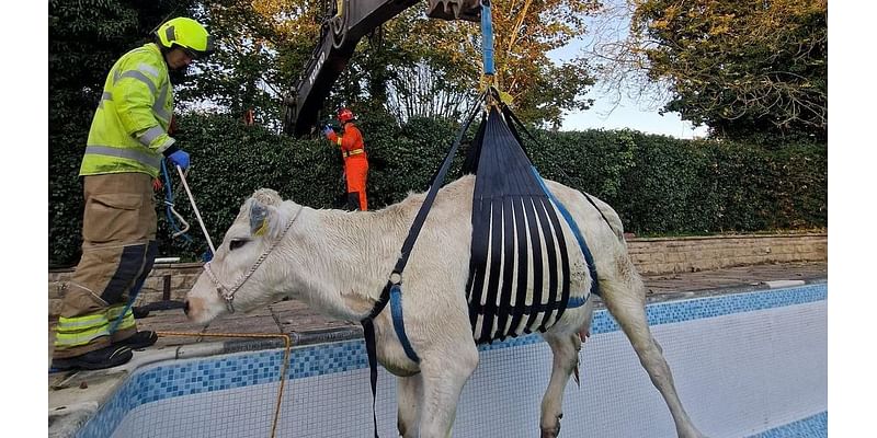 Pregnant cow is rescued by the fire brigade after getting stuck in a 3ft garden swimming pool taking a dip