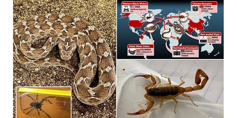 Terrifying map reveals how dangerous animals are sneaking into Britain