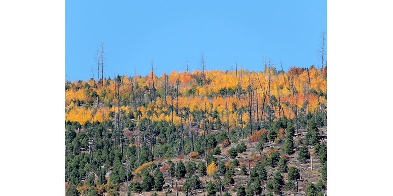 Amateur Naturalist: The Autumn Leaves