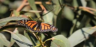 Only 400 Monarch butterflies have been counted in Pismo Beach grove this year. ‘I could cry’