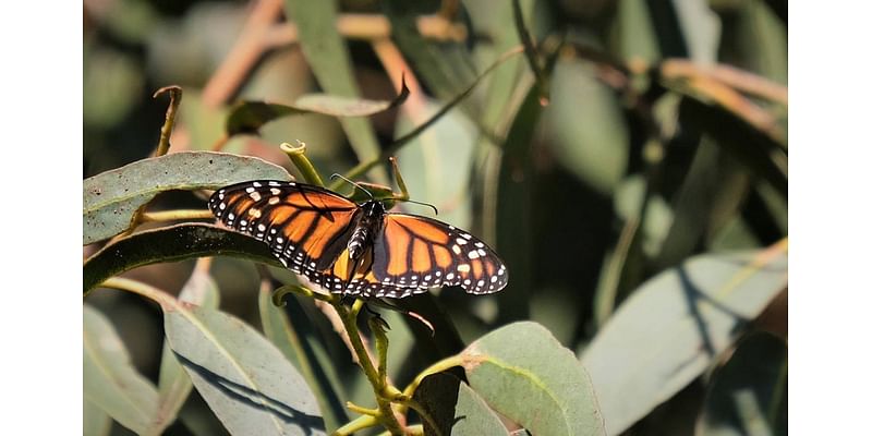 Only 400 Monarch butterflies have been counted in Pismo Beach grove this year. ‘I could cry’