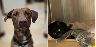 Missoula Animal Control hosting adoption event Saturday