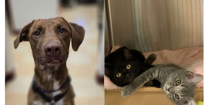 Missoula Animal Control hosting adoption event Saturday