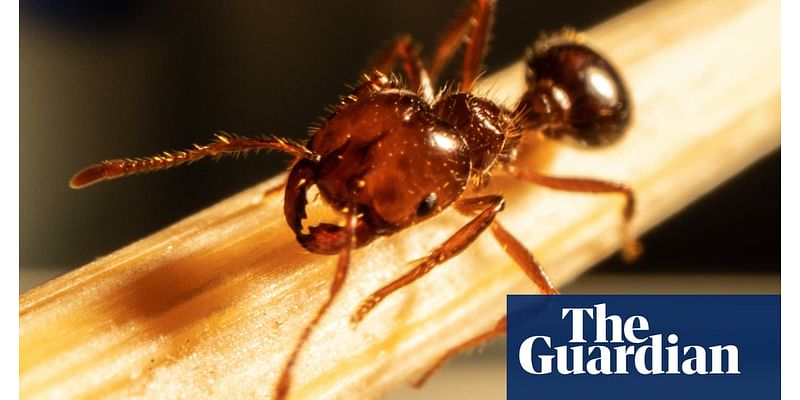 ‘One of the world’s worst super pests’: fire ants escape Queensland in ‘treated turf’ brought into NSW