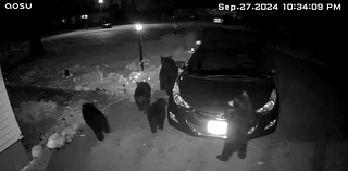 VIDEO: Mama bear, cubs spotted in Amherst driveway