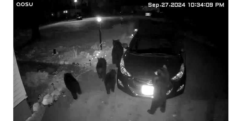 VIDEO: Mama bear, cubs spotted in Amherst driveway