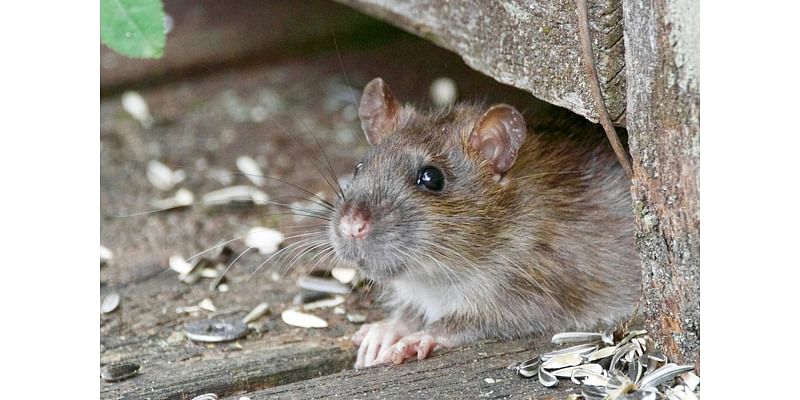 4 Pa. cities among ‘most rodent-infested’ list