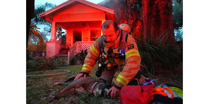 Dog, cats rescued from Tampa house fire