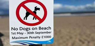 Beach dog ban renewed to preserve Blue Flag status