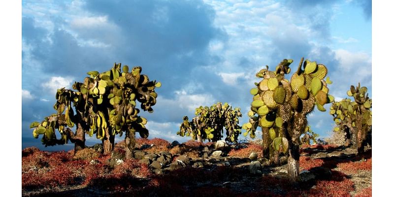 Cacti, iguanas and El Niño: How erratic weather is disturbing a fragile ecosystem on the Galápagos