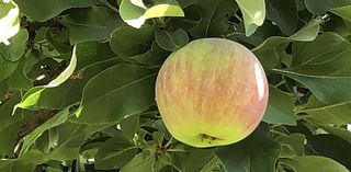 Sacramento Digs Gardening: 'Fall into Gardening' at Sherwood Demonstration Garden