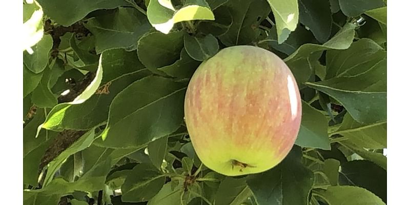 Sacramento Digs Gardening: 'Fall into Gardening' at Sherwood Demonstration Garden