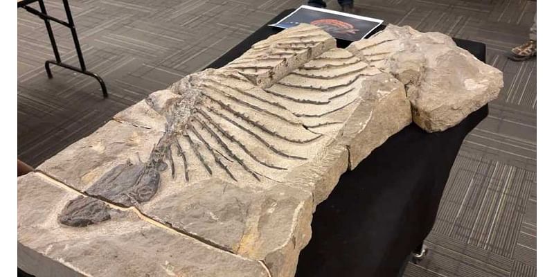 Behind-the-scenes look at the new ‘Ancient Life’ exhibit opening at New Mexico Museum of Natural History & Science