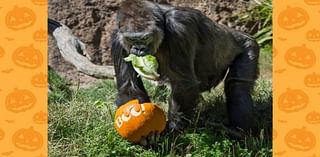 Pumpkin feedings and trick-or-treat fun make ‘Boo at the LA Zoo' magical