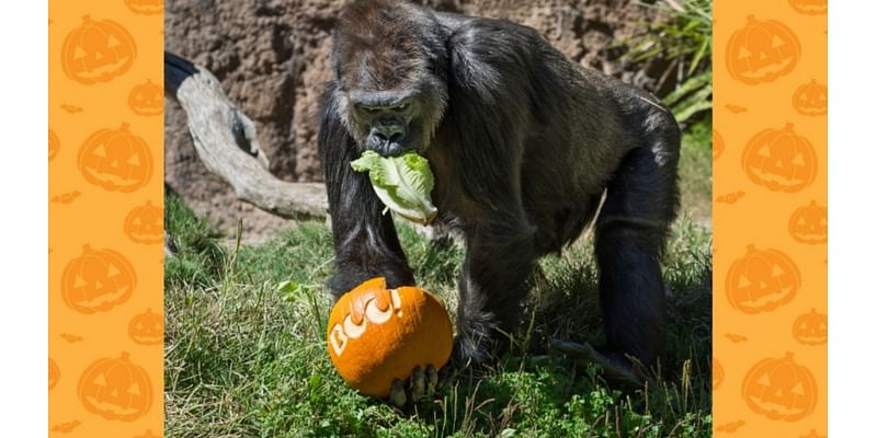 Pumpkin feedings and trick-or-treat fun make ‘Boo at the LA Zoo' magical