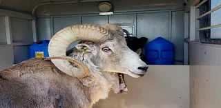 Montana man to be sentenced for cloning giant sheep to breed large sheep for captive trophy hunts