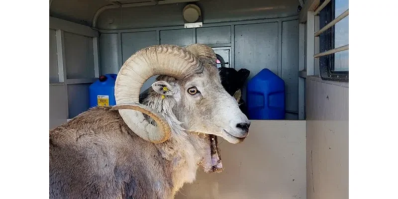 Montana man to be sentenced for cloning giant sheep to breed large sheep for captive trophy hunts