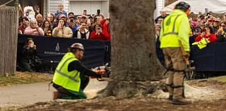 A green giant: This year's 74-foot Rockefeller Christmas tree is en route from Massachusetts