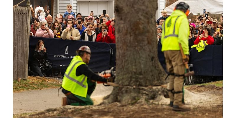 A green giant: This year's 74-foot Rockefeller Christmas tree is en route from Massachusetts