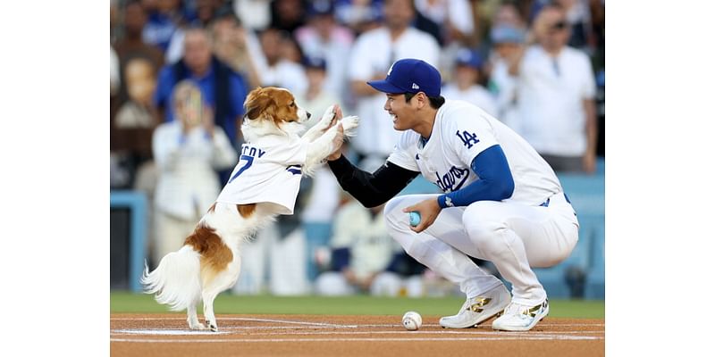 Where to watch Dodgers vs Mets NLCS Game 4 streaming free today; TV channel, MLB playoffs odds, series schedule