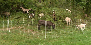 Allegheny GoatScape: An eco-friendly way to remove unwanted plants