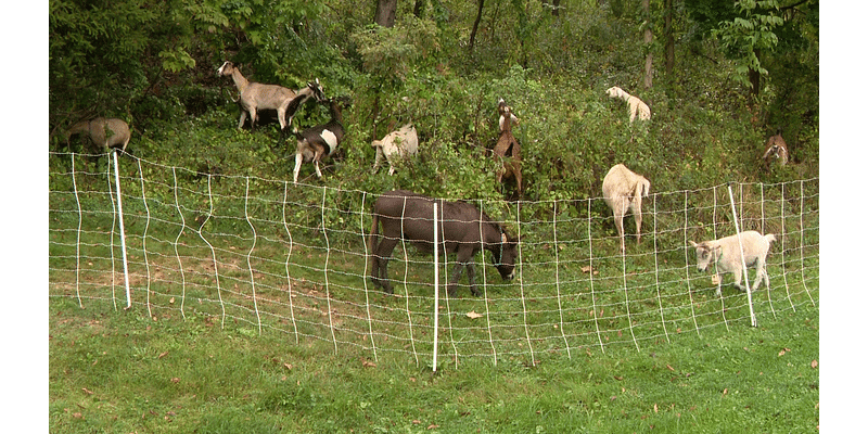 Allegheny GoatScape: An eco-friendly way to remove unwanted plants