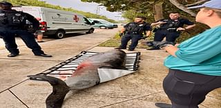 Whale found stranded near Carlin Park in Jupiter may hold keys to mighty mammal's health