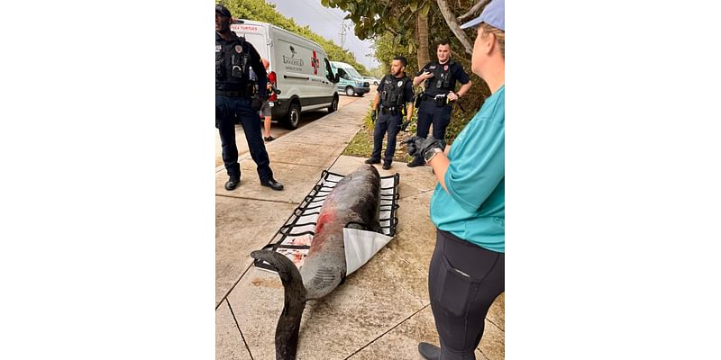 Whale found stranded near Carlin Park in Jupiter may hold keys to mighty mammal's health