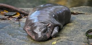 From Moo Deng live stream, memes to time limits: Why is internet obsessed with viral baby pygmy hippo?