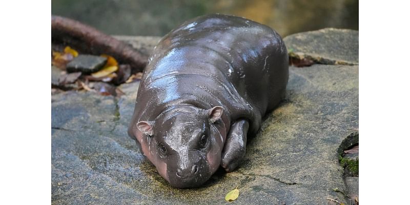 From Moo Deng live stream, memes to time limits: Why is internet obsessed with viral baby pygmy hippo?