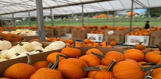 Here’s where to pick your pumpkins and apples this fall