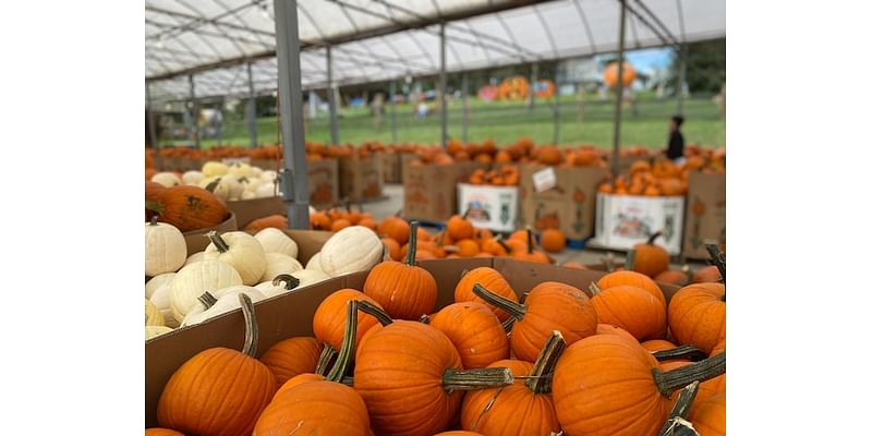 Here’s where to pick your pumpkins and apples this fall