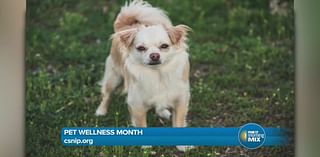 CSNIP shares care tips for pet owners during Pet Wellness Month