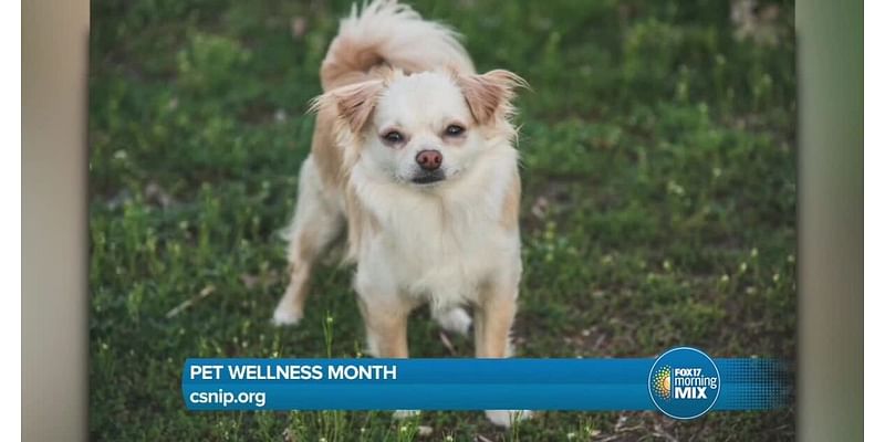 CSNIP shares care tips for pet owners during Pet Wellness Month