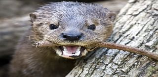 2 River Otters Die During Hurricane Milton At Sarasota's Mote Aquarium