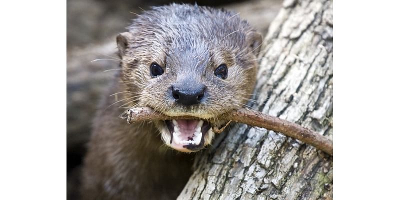 2 River Otters Die During Hurricane Milton At Sarasota's Mote Aquarium