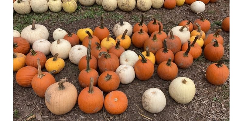 Halloween 2024: Pumpkin patches around the Rochester area!