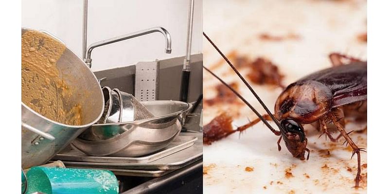 A live rodent and food fit for the trash. Worst inspections at Miami metro restaurants