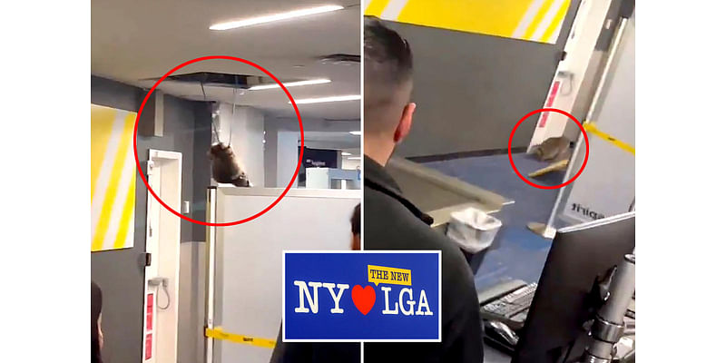 Rambunctious raccoon falls from LaGuardia ceiling, forcing Spirit Airlines staff, flyers to flee