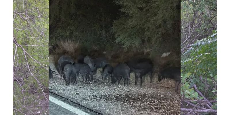 New San Antonio subdivision residents surprised by wild neighbors