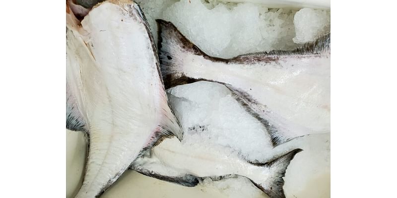 Federal judge dismisses Alaska trawlers’ lawsuit that sought to overturn halibut limits