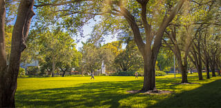 The trees of Miami’s future