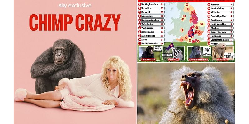 The US isn't the only country that's 'Chimp Crazy'! Shocking map reveals how 250 primates are being kept as exotic pets in the UK - so, is there one living near you?