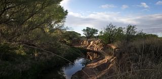 Conservation groups say Arizona is not protecting the San Pedro River, will sue again